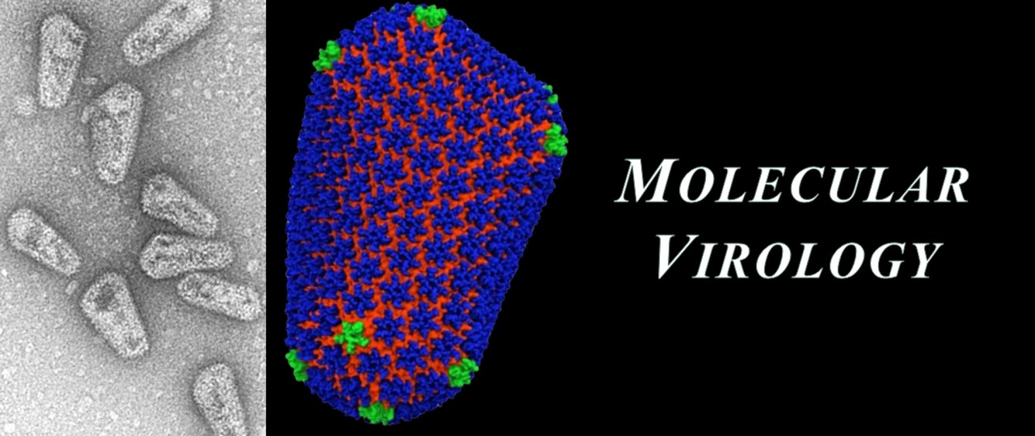 MHI Research | Pathology, Microbiology And Immunology Education